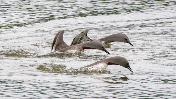 Mehrere Vögel der Art Sterntaucher schwimmen im Wasser © NDR Foto: NDR Screenshots