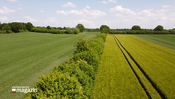 Blick auf einen Knick in Schleswig-Holstein © NDR Foto: NDR Screenshot