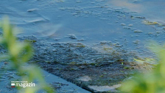 Ein Teppich aus Blaualgen liegt auf einem See © NDR Foto: NDR Screenshots