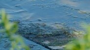 Ein Teppich aus Blaualgen liegt auf einem See © NDR Foto: NDR Screenshots