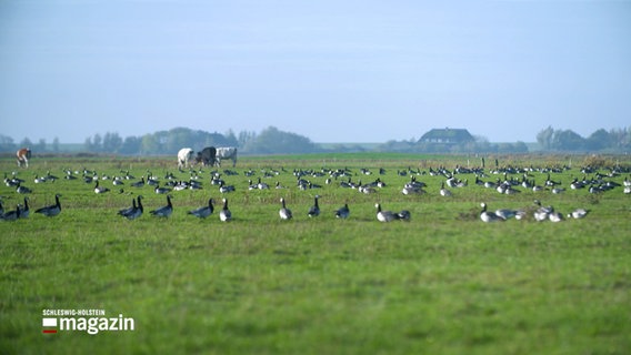 Nonnengänsen rasten auf einer landwirtschaftlichen Fläche © NDR Schleswig-Holstein Magazin Foto: NDR
