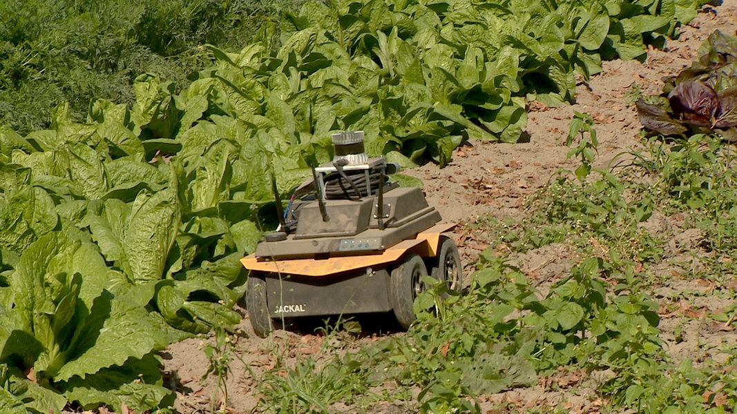 Roboter als Hilfskräfte in der Landwirtschaft | NDR.de - Nachrichten