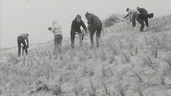 Eine historische Aufnahme zeigt Menschen beim Bepflanzen eines Deichs auf Sylt. © NDR 