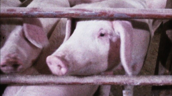 Schweine in einem Stall.  