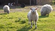 Drei Schafe auf der Weide © NDR Foto: Claudia Timmann