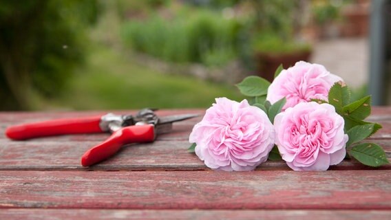 Abgeschnittene Rosen neben einer Gartenschere © NDR Foto: Claudia Timmann