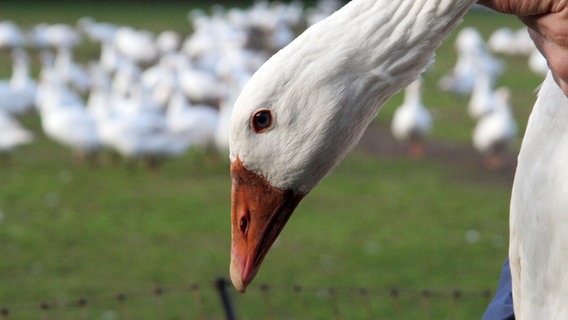 50 Hektar Freiland haben die Gänse und Enten auf dem Schönmoorer Hof zur Verfügung. Das freut sowohl das Geflügel als auch den Kunden, der Wert auf regionale und natürliche Produkte legt. © NDR 
