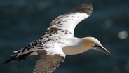 Halbwüchsiger: Junge Basstölpel tragen ein braun-weiß geflecktes Geflieder. Erst nach einigen Jahren mausern sie in das fast reinweiße Geflieder der Altvögel. © © NDR/NDR Naturfilm/Annegret Walter 