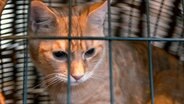 Der rote Schmusetiger Chewy muss kastriert werden. © NDR/Doclights GmbH 2019 