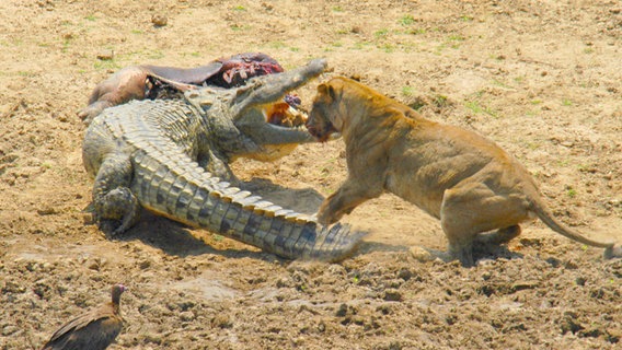 Während der Trockenzeit kommt es zu dramatischen Kämpfen am Luangawa: Löwe gegen Krokodil. © NDR/Naturfilm/Aquavision TV Prod 
