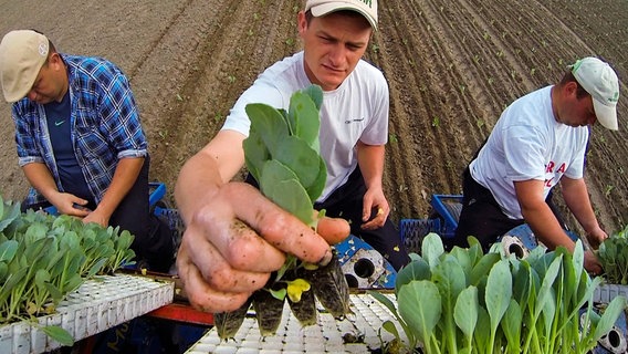 40.000 Weißkohlpflanzen bringen die Arbeiter pro Hektar in die Erde. © NDR 