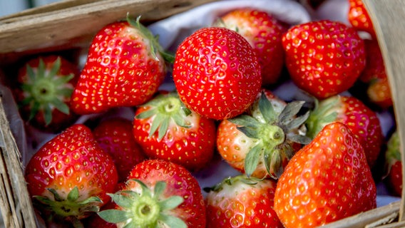 Erdbeeren - Kinder und Erwachsene lieben die süßen roten Früchte. © NDR/Udo Tanske 