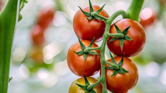 Reife Tomaten hängen am Strauch der Pflanze. © NDR/Udo Tanske 