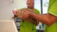 Mit ihren 20 Kilo ist Kleine Mali ein ganz schön schwerer Brocken. Schon seit zwei Wochen hat Kleine Mali nichts gefressen. Dr. Gerd Britsch fasst einen außergewöhnlichen Plan. © NDR/Doclights GmbH 2020 