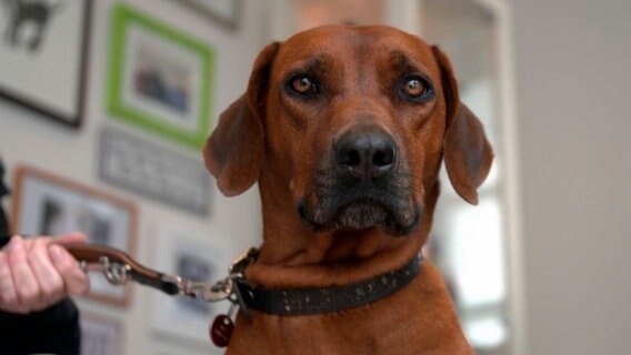 Rhodesian Ridgeback Hündin Nala hat einen Knubbel an der Flanke. Eine Geschwulst oder nur ein harmloser Stich? © NDR/Doclights GmbH 2020 