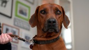 Rhodesian Ridgeback Hündin Nala hat einen Knubbel an der Flanke. Eine Geschwulst oder nur ein harmloser Stich? © NDR/Doclights GmbH 2020 