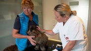 Rauhaardackel Horst hat mit starker Arthrose zu kämpfen. Hobbyjägerin Maren Andersen bringt ihn zu Stephanie Petersen in der Hoffnung, dass sie dem Humpelbein Linderung verschaffen kann. © NDR/Doclights GmbH 2020 