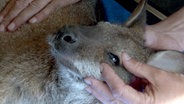 Das Bennett-Känguru Mia kann mit einer Augen-OP gerettet werden. © NDR/Doclights GmbH 2019 
