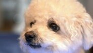 Die Bichon Frisé Hündin Emma muss auf der Insel Sylt zum Gesundheits-Check. © NDR/Doclights GmbH 2019 