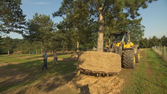 Ein Baum wird mit einem Trecker umgesetzt. © NDR 