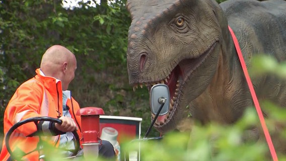 Sven beim Verladen des Triceratops auf Brunhilde. © NDR 