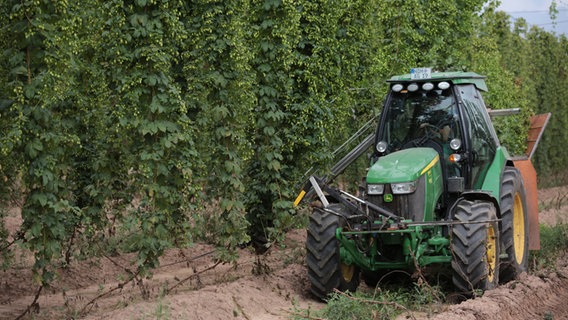 Hopfenernte bei der Agragenossenschaft Heringen. © NDR 