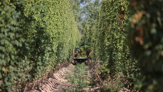 Hopfenernte bei der Agragenossenschaft Heringen. © NDR 