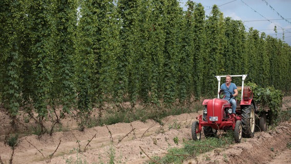 Sven beim Transport der Hopfenstränge bei der Hopfenernte der Agragenossenschaft in Heringen. © NDR 