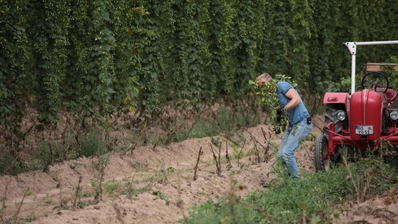 Sven erntet übriggebliebene Hopfenstränge per Hand bei der Agrargenossenschaft in Heringen. © NDR 