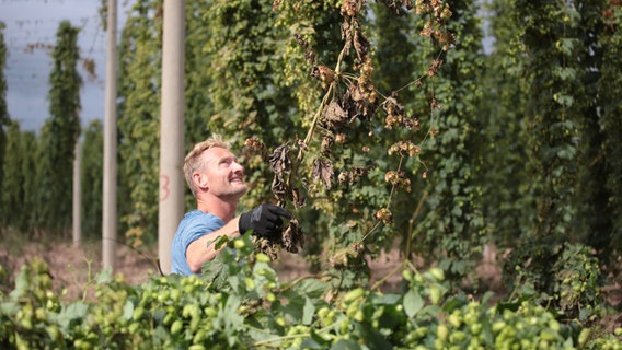 Sven erntet übriggebliebene Hopfenstränge per Hand bei der Agrargenossenschaft in Heringen. © NDR 