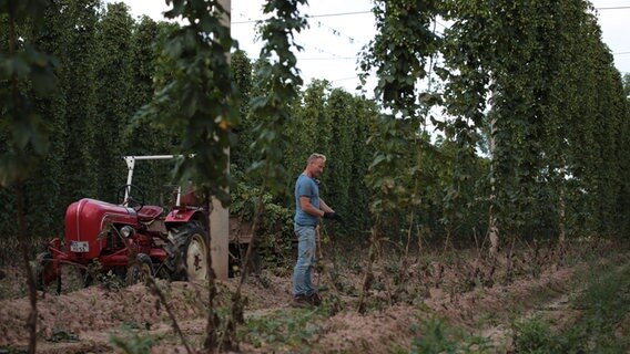 Sven macht sich bereit die schweren Hopfenstränge per Hand zu ernten. Hopfenernte bei der Agragenossenschaft Heringen. © NDR 