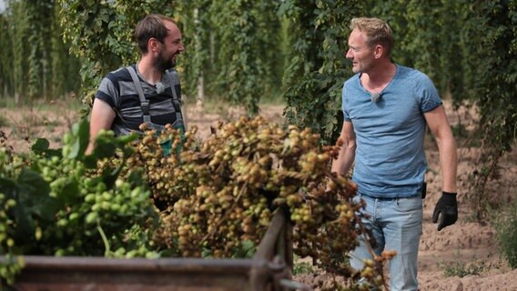 Sven und Landwirt Lukas auf dem Hopfenfeld bei der Hopfenernte der Agragenossenschaft in Heringen. © NDR 