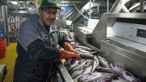 So sehen die zukünftigen Fischstäbchen vor der Verarbeitung aus. © NDR/doc.station GmbH 