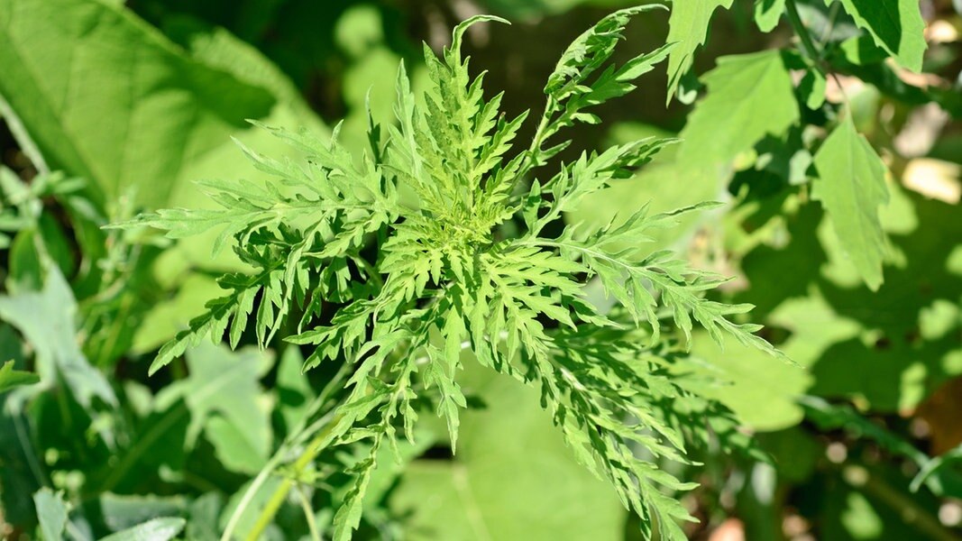 Ambrosia Allergie Gefahr Durch Pollen Ndr De Ratgeber Gesundheit