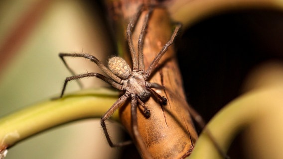 Spinnen gift gegen Giftige Spinnen