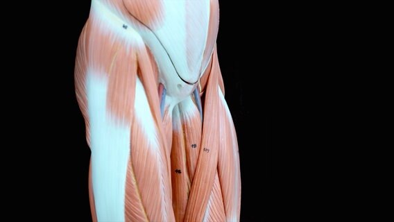 Modell der Rumpf und Oberschenkelmuskulatur © Colourbox 