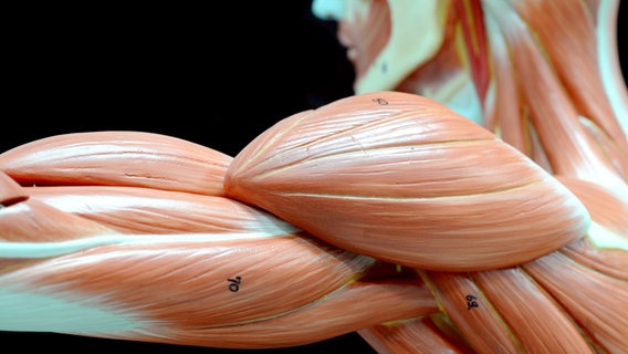 Der Oberarm eines Muskelmodells aus Kunsstoff © Colourbox 