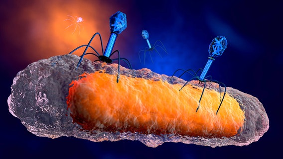 Schematische Darstellung Bakteriophagen © imago images / Westend61 