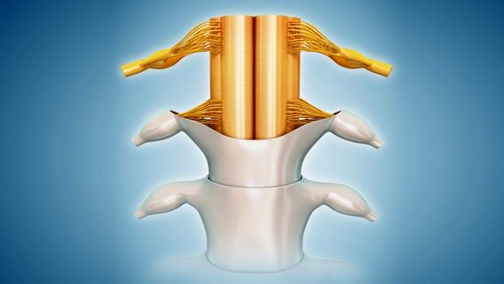 Illustration des Rückenmarks in der Wirbelsäule © imago/Science Photo Library 