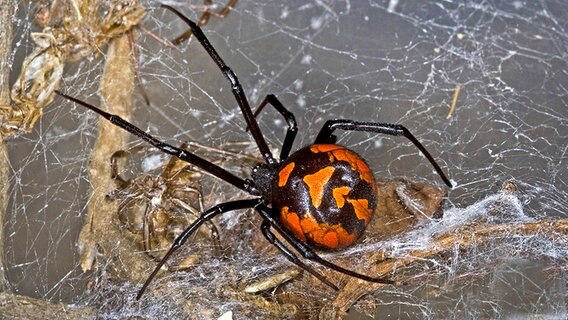 Europäische Schwarze Witwe (Spinne) © imago/blickwinkel 