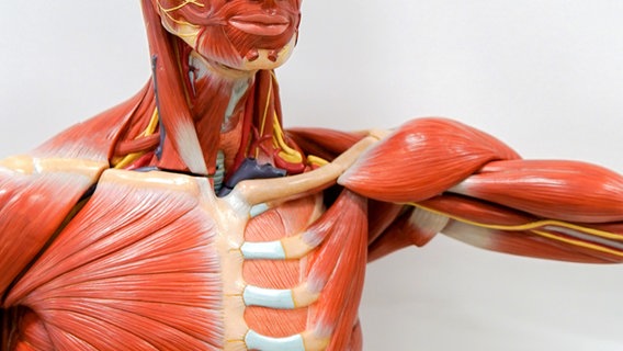 Anatomisches Model des Muskel und Aderverlaufs im Hals- und Brustbereich. © fotolia.com Foto: tonaquatic