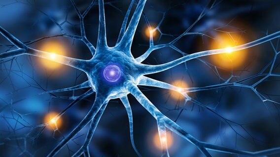 Schematische Zeichnung einer menschlichen Nervenzelle © fotolia Foto: psdesign1