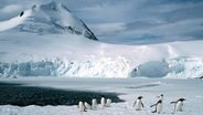 Pinguine in der Antarktis © picture alliance/imageBROKER Foto: SeaTops