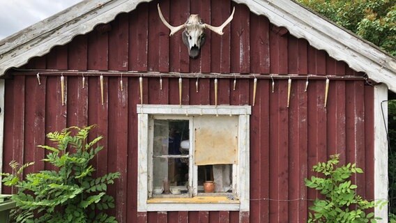Ein Elchgeweih hängt über einem Fenster © NDR 