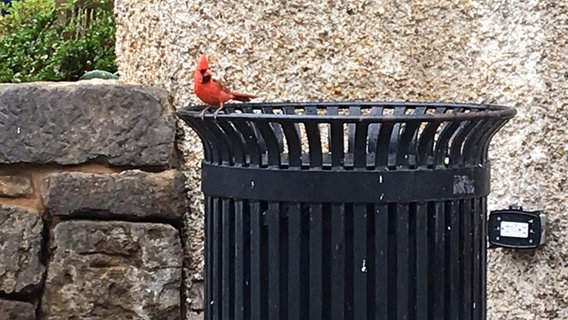 Ein roter Kardinalsvogel sitzt auf einem Mülleimer © Claudia Buckenmaier 