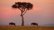 Gnus mit einem Baum bei Sonnenaufgang im Masai Mara Nationalpark in Kenia © picture alliance / blickwinkel Foto: S. Meyers