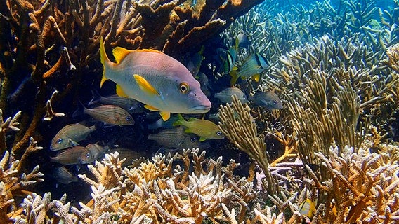 Über die Jahre hat die NGO Fragments of Hope, das zweitgrößte Korallenriff der Welt, wieder aufgeforstet. © NDR/SWR 