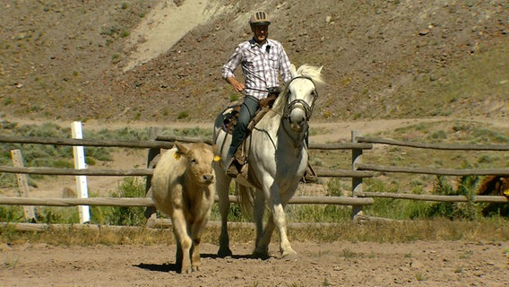 Auslandskorrespondent Ingo Zamperoni in den USA. Er reitet auf einem Pferd, daneben ein Rind © WDR 