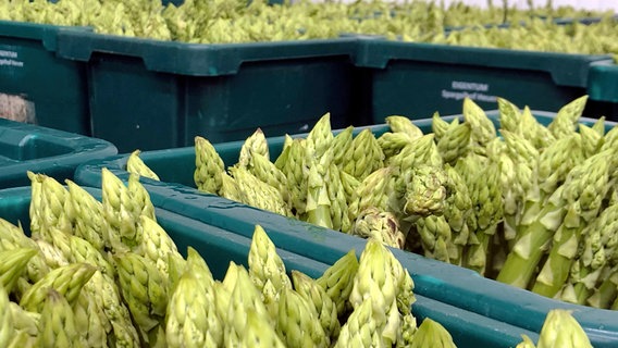 Grüner Spargel wird immer beliebter. Dementsprechend nehmen auch die Anbauflächen zu. Im Gegensatz zu weißem Spargel wächst grüner Spargel oberhalb des Bodens. © NDR/CANDEO communication GmbH/Thorsten Schöntaube 