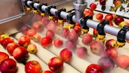 Farbe und Größe ist bei Mostobst egal. Saftig sollte der Apfel aber sein! © NDR/Katrin Richter 